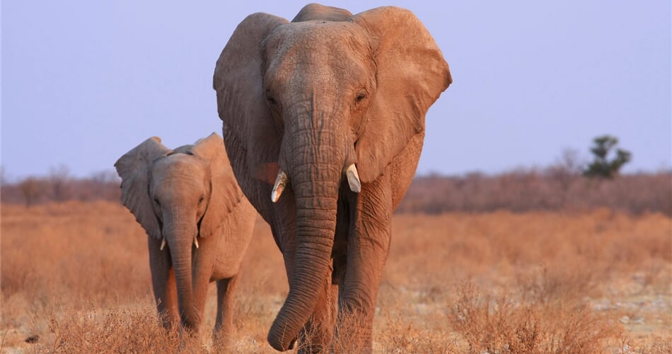 Namibie - sloni