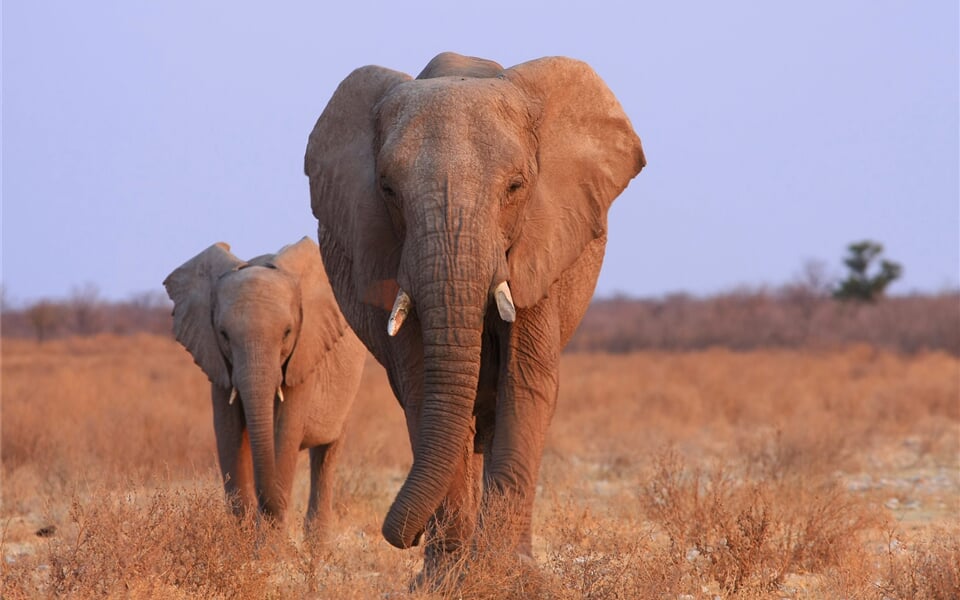 Namibie - sloni