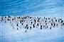 Chinstrap Penguins   Antarctica