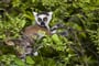 Baby Ring-tailed Lemur, Anja park, Madagascar, Africa_shutterstock_430439974