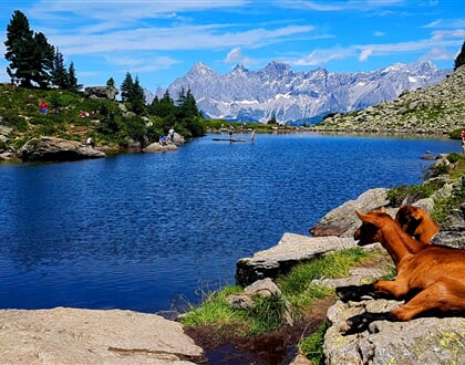 Dachstein 7