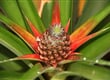 ananasova-plantaz-na-ostrove-sao-miquel