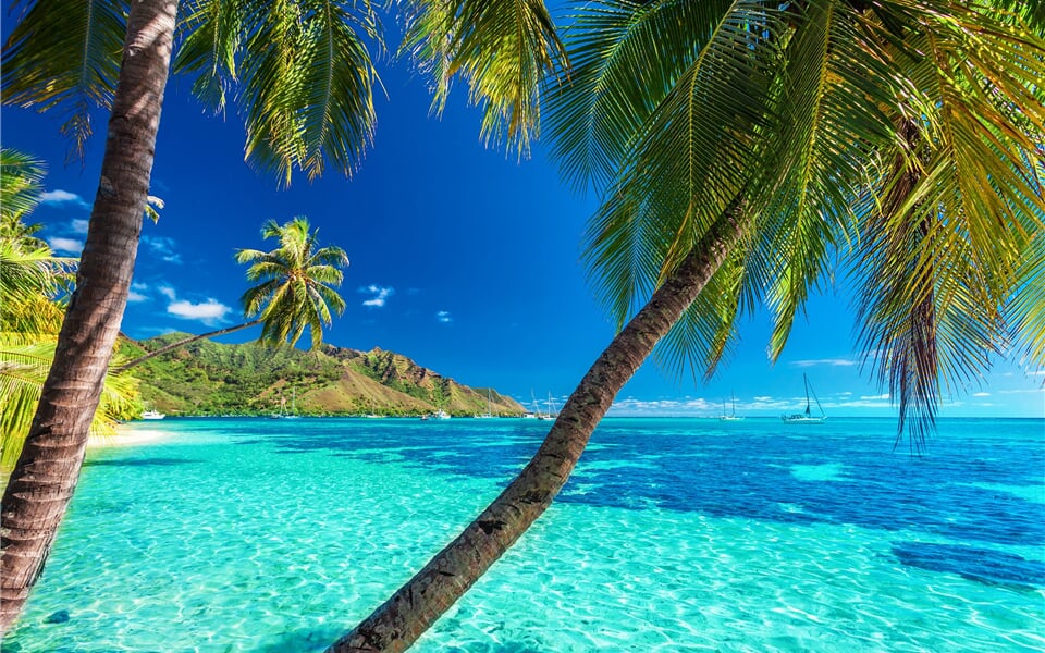 Palm trees on a tropical beach with a blue sea on Moorea, Tahiti island_shutterstock_330839996