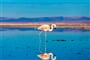Atacama Salar in Chile with Flamingo_shutterstock_1447767521