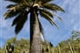 Majestic palm tree in sector Ocoa of the National Park La Campana_shutterstock_573166798