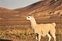 South American Llama_shutterstock_1015513721