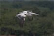 Spot Billed Pelican in his natural habitat_shutterstock_725710301