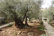 Jeruzalem 21 Getsemany 