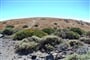 Tenerife © Foto:Jiří Sláma, archiv CK Kudrna