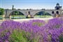 Avignon