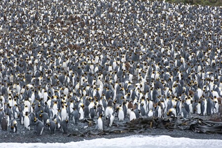 Antarktida - tučňáci císařští