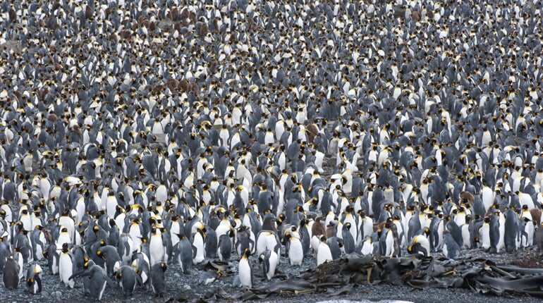 Foto - Antarktida - tučňáci císařští