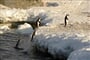 Foto - Antarktida - tučňáci císařští
