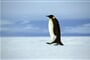 Foto - Antarktida - tučňáci císařští