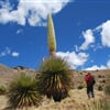 Puya Raimondii - největší bromélie světa