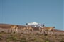 Patagonie - lamy guanako © Foto: Ruda Růžička