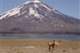 Patagonie - lamy guanako © Foto: Ruda Růžička