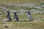 Tučňák magellanský v zálivu Seno Otway © Foto: Dana Simonová