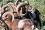 Mufloni v parku Bellavista, Arbatax, Sardinie