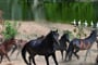 Divocí koně v parku Bellavista, Arbatax, Sardinie