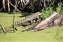 aligátora můžete potkat i v Louisianě, nejen na Floridě