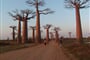 Madagaskar - alej baobabů
