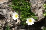 Švýcarsko - Pilatus, Dryádka osmiplátečná (Dryas octopetala)