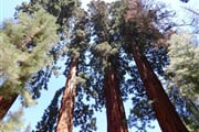 NP Sequoia 1