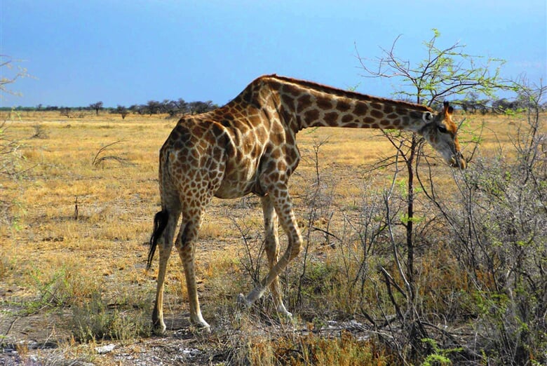 NP Etosha 1
