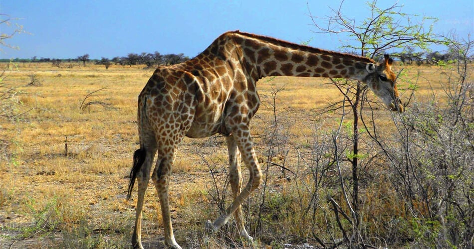 NP Etosha 1