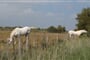 Provence Camargue DSCF0070