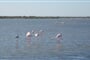 Provence Camargue P9120779