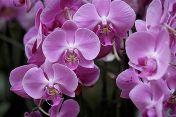 Drážďany - výstava orchidejí