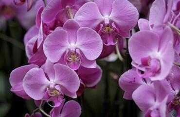 Drážďany - mezinárodní výstava orchidejí