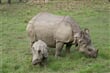 v Chitwanu žije přes 300 nosorožců!