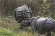 nosorožci v NP Chitwan