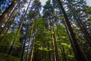 forest-1706191_960_720