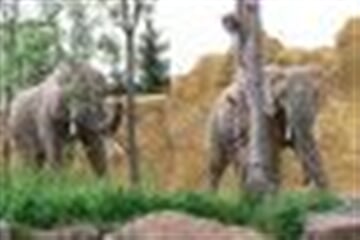 ZOO A SAFARI VE DVOŘE KRÁLOVÉ (ROS)