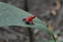 DSC 0285 a