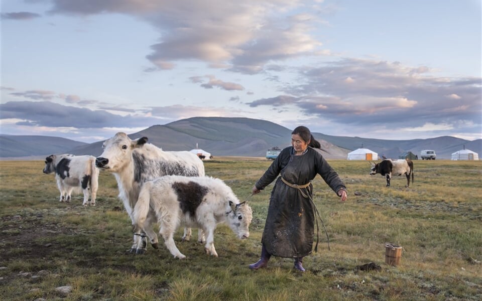 Mongolsko-krava