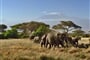Jeden z nejkrásnějších pohledů na planetě - divoká exotická zvěř, africká savana a zasněžené Mt. Kilimanjaro