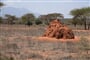 Vyprahlou savanou v Keni často lemují obří termitiště