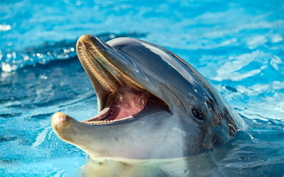 Delfinarium shutterstock_353213009