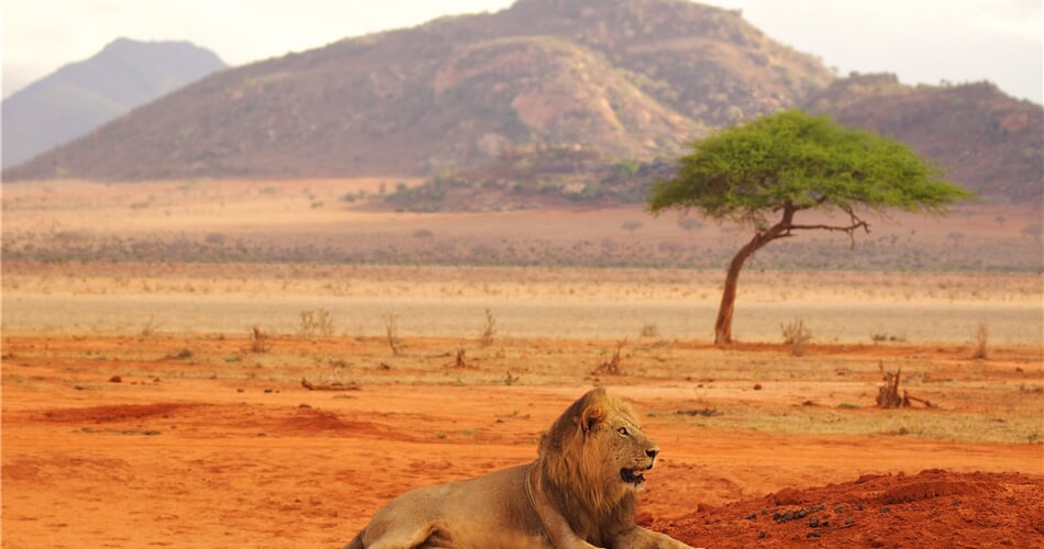 Král zvířat v Tsavo East