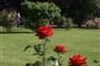 Baden - Růžová zahrada, na ploše více než 90.000 m2 se nachází cca 600 různých druhů růží
