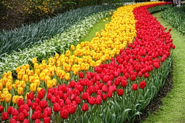 Rozkvetlý Keukenhof