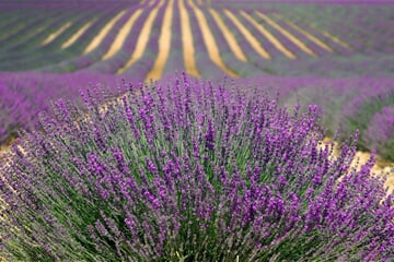 Provence s vůní levandule
