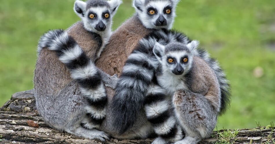 Madagaskar - nejznámější zvíře Madagaskaru - Lemur