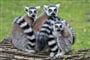 Madagaskar - nejznámější zvíře Madagaskaru - Lemur