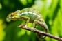 Madagaskar - fauna ostrova - chameleon